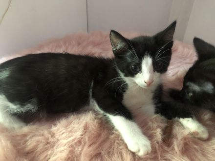 Kätzchen suchen ein liebevolles Zuhause mit Garten