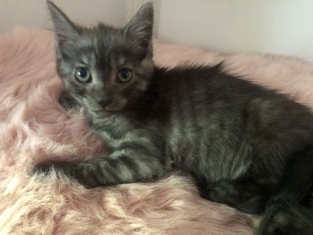 Kätzchen suchen ein liebevolles Zuhause mit Garten