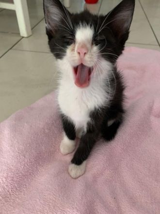 Kätzchen suchen ein liebevolles Zuhause mit Garten