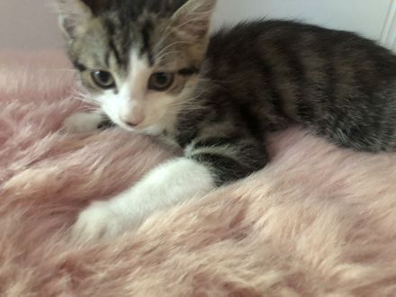 Kätzchen suchen ein liebevolles Zuhause mit Garten