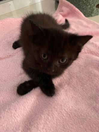 Kätzchen suchen ein liebevolles Zuhause mit Garten