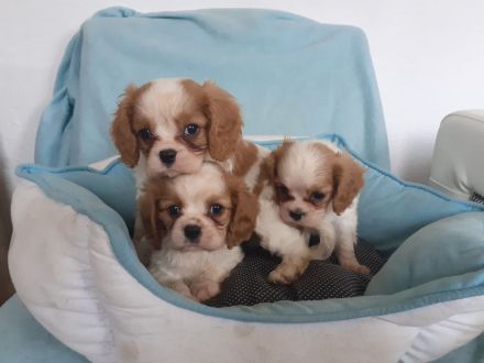 Cavalier king charles spaniel