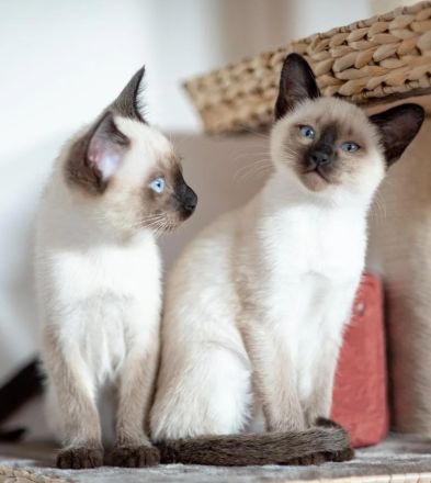 Reinrassige Siamkitten zum niedrigen Preis