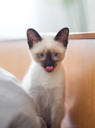 Reinrassige Siamkitten zum niedrigen Preis