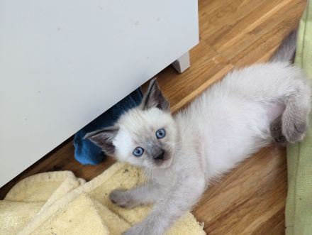 Reinrassige Siamkitten zum niedrigen Preis