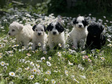 Super süße Havapoo/ Maltipoo Welpen