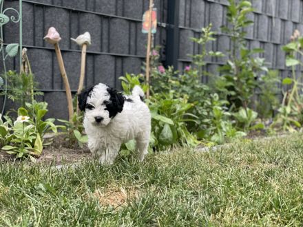 Super süße Havapoo/ Maltipoo Welpen
