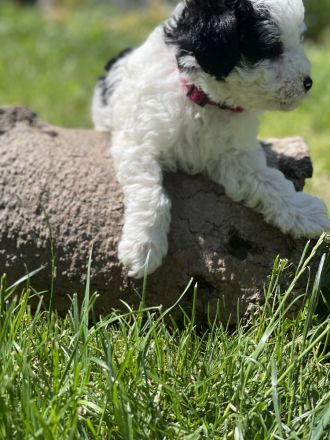 Super süße Havapoo/ Maltipoo Welpen