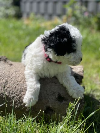 Super süße Havapoo/ Maltipoo Welpen