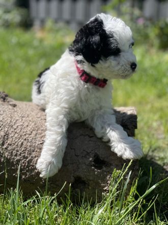 Super süße Havapoo/ Maltipoo Welpen
