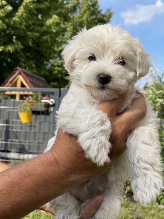 Super süße Havapoo/ Maltipoo Welpen