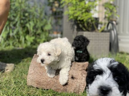Super süße Havapoo/ Maltipoo Welpen