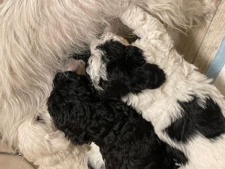 Super süße Havapoo/ Maltipoo Welpen