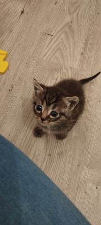Babykatzen