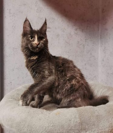 Bildschönes maine coon Mädel