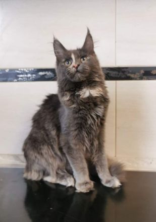 Bildschönes maine coon Mädel