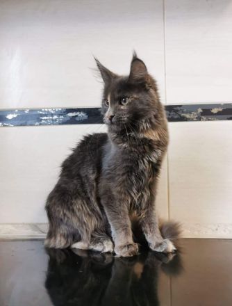 Bildschönes maine coon Mädel