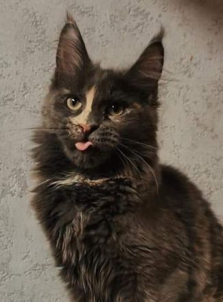 Bildschönes maine coon Mädel