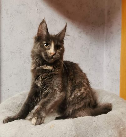 Bildschönes maine coon Mädel