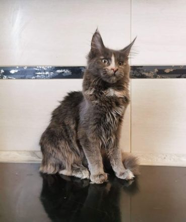 Bildschönes maine coon Mädel