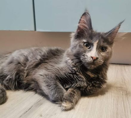 Bildschönes maine coon Mädel