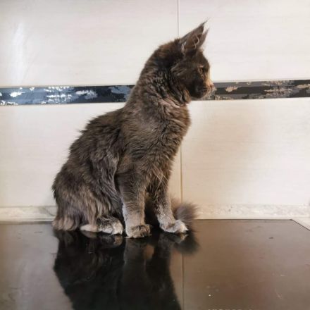 Bildschönes maine coon Mädel