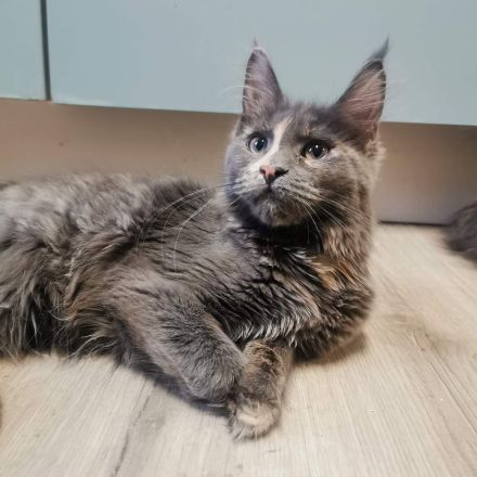 Bildschönes maine coon Mädel