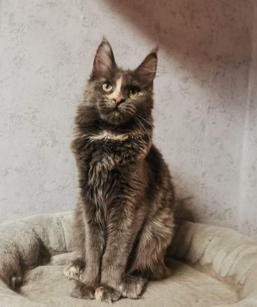 Bildschönes maine coon Mädel