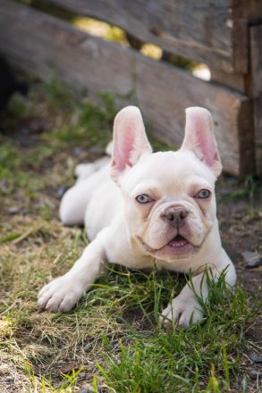 Französische Bulldogge Platinum