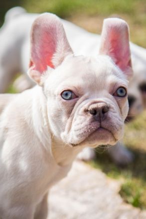 Französische Bulldogge Platinum