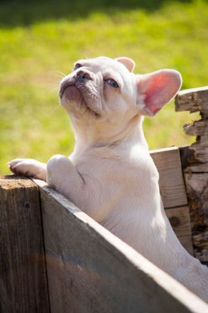 Französische Bulldogge Platinum