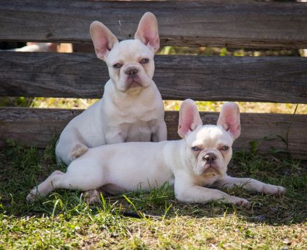 Französische Bulldogge Platinum