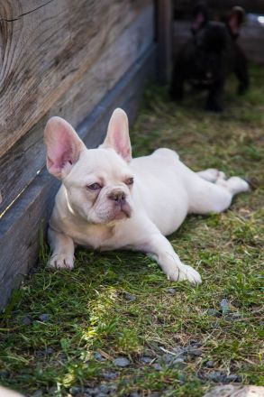 Französische Bulldogge Platinum