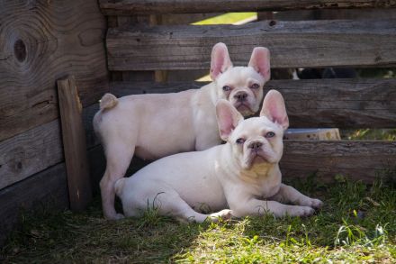 Französische Bulldogge Platinum