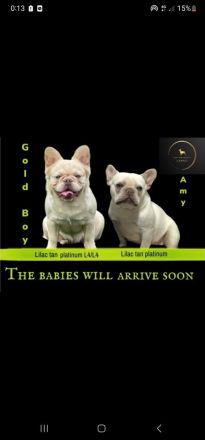 Französische Bulldogge Platinum