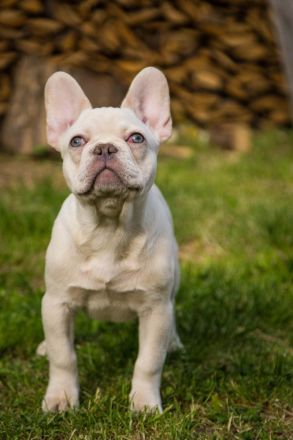 Französische Bulldogge Platinum