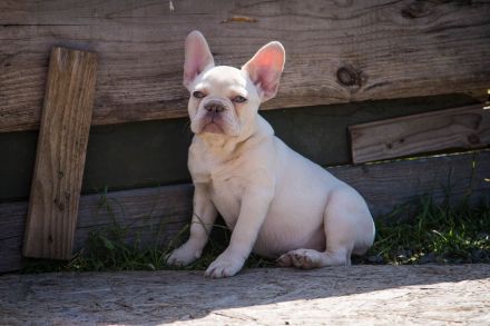 Französische Bulldogge Platinum