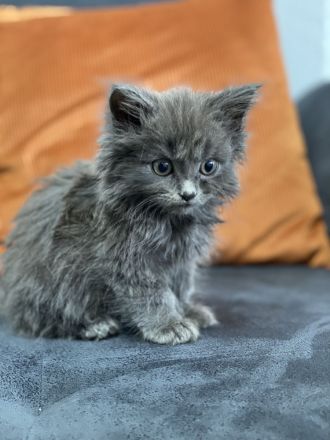 Britisch Longhair Katzenbaby