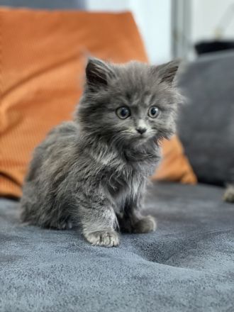 Britisch Longhair Katzenbaby
