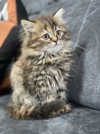 Britisch Longhair Katzenbaby