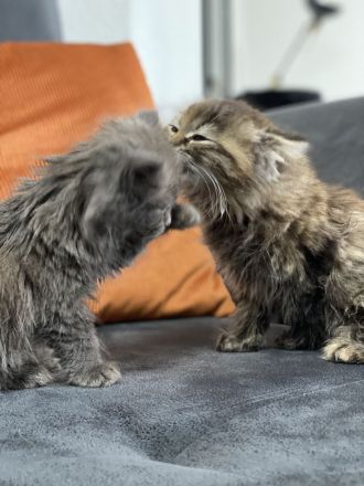 Britisch Longhair Katzenbaby