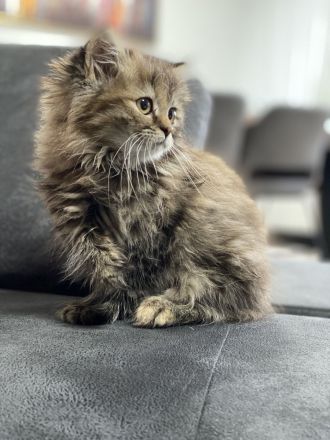 Britisch Longhair Katzenbaby