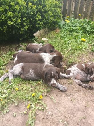 Deutsch Kurzhaar x Deutsch Kurzdrahthaar Welpen