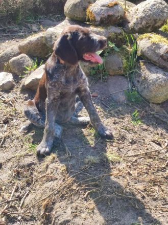 Deutsch Kurzhaar x Deutsch Kurzdrahthaar Welpen