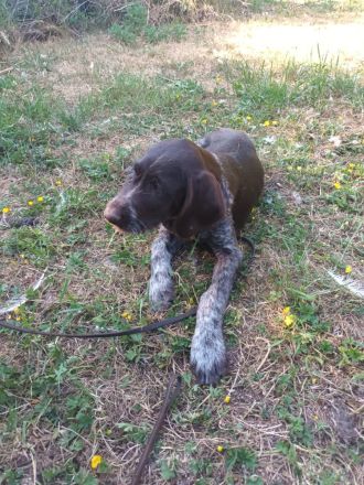 Deutsch Kurzhaar x Deutsch Kurzdrahthaar Welpen