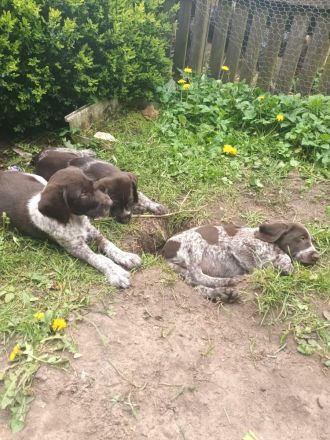 Deutsch Kurzhaar x Deutsch Kurzdrahthaar Welpen