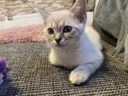 Katzen Kitten Siam tabby und chocolate Point
