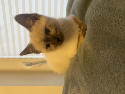 Katzen Kitten Siam tabby und chocolate Point