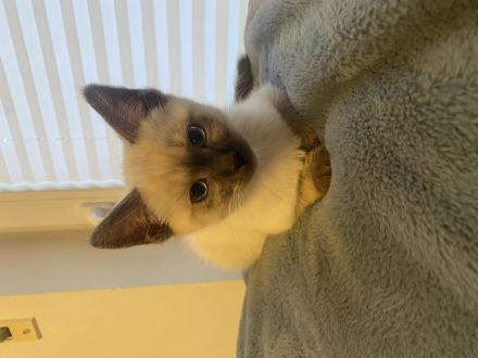 Katzen Kitten Siam tabby und chocolate Point