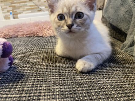 Katzen Kitten Siam tabby und chocolate Point